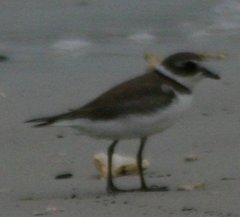 Wilson's Plover
